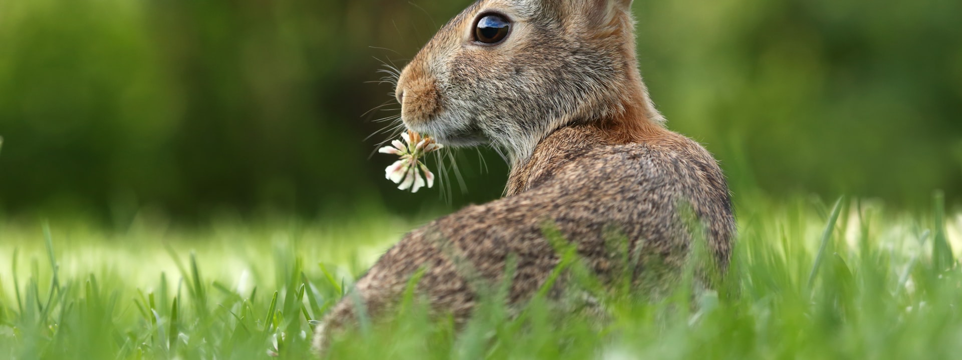 A pet rabbit nibbling clover in the grass